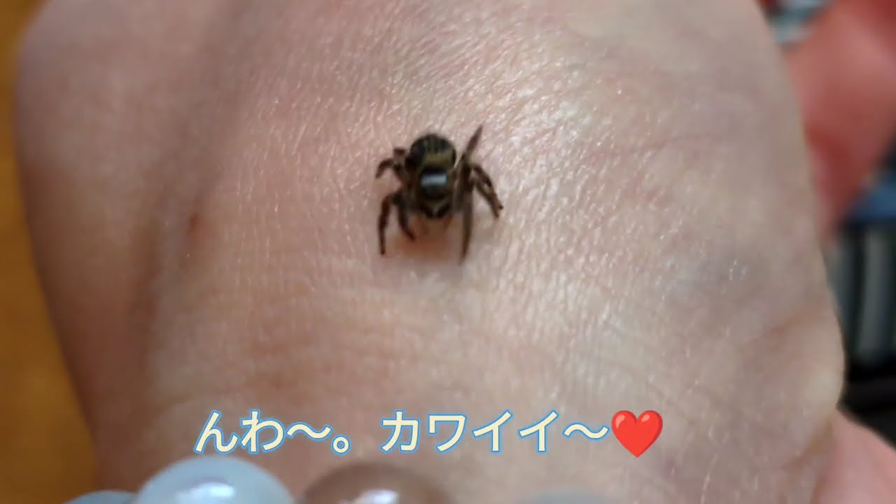 ハエトリグモに新しい住まいを探してあげました。