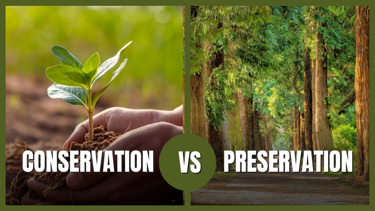 Are You Missing Out? Conservation vs Preservation Explained