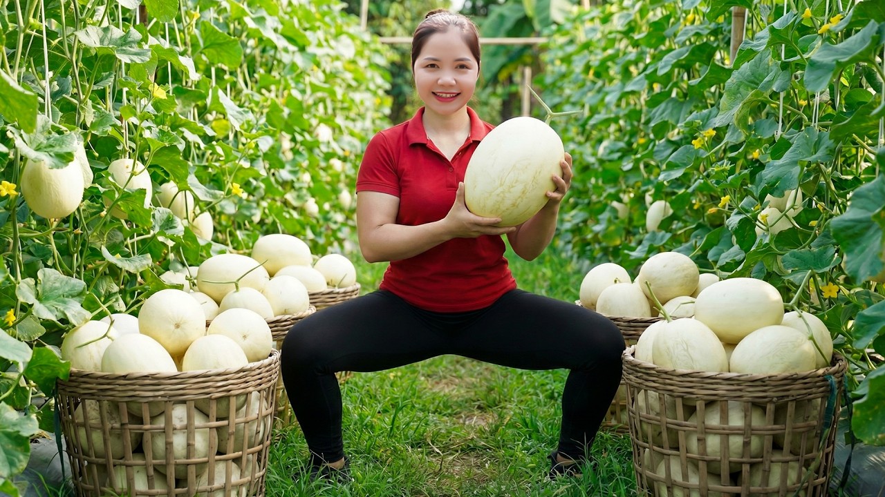 How to Harvesting 1000+ Yellow Muskmelon Goes To Market Sell | Take Care Piglets | Han Harvesting