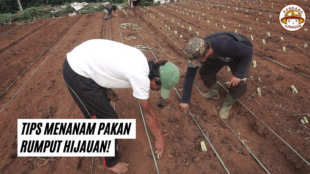 Как посадить зелёную траву на корм животным | Pakchong Odot BB Biogen Zanzibar