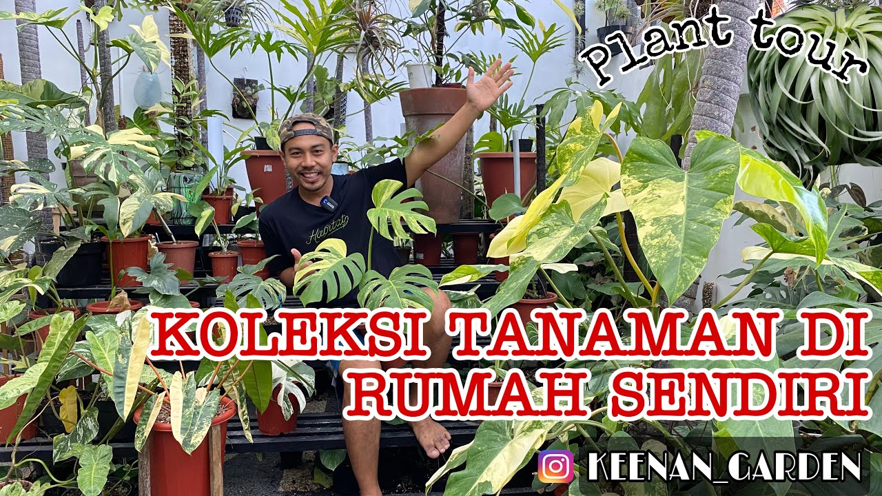 KEENAN_GARDEN | cuci mata koleksi pribadi tanaman dirumah AROIDS dan TILLANDSIA