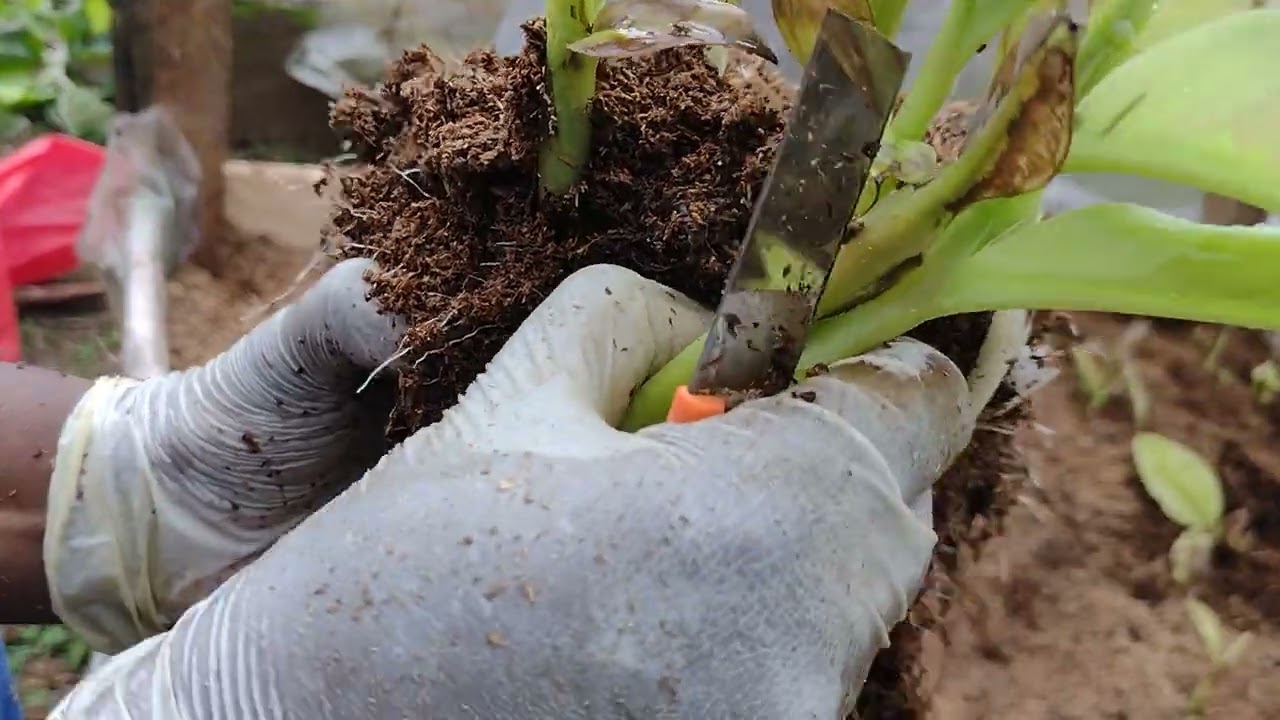 How to Multiply banana and plantain/ PIF/ How to do weaning during PIF.