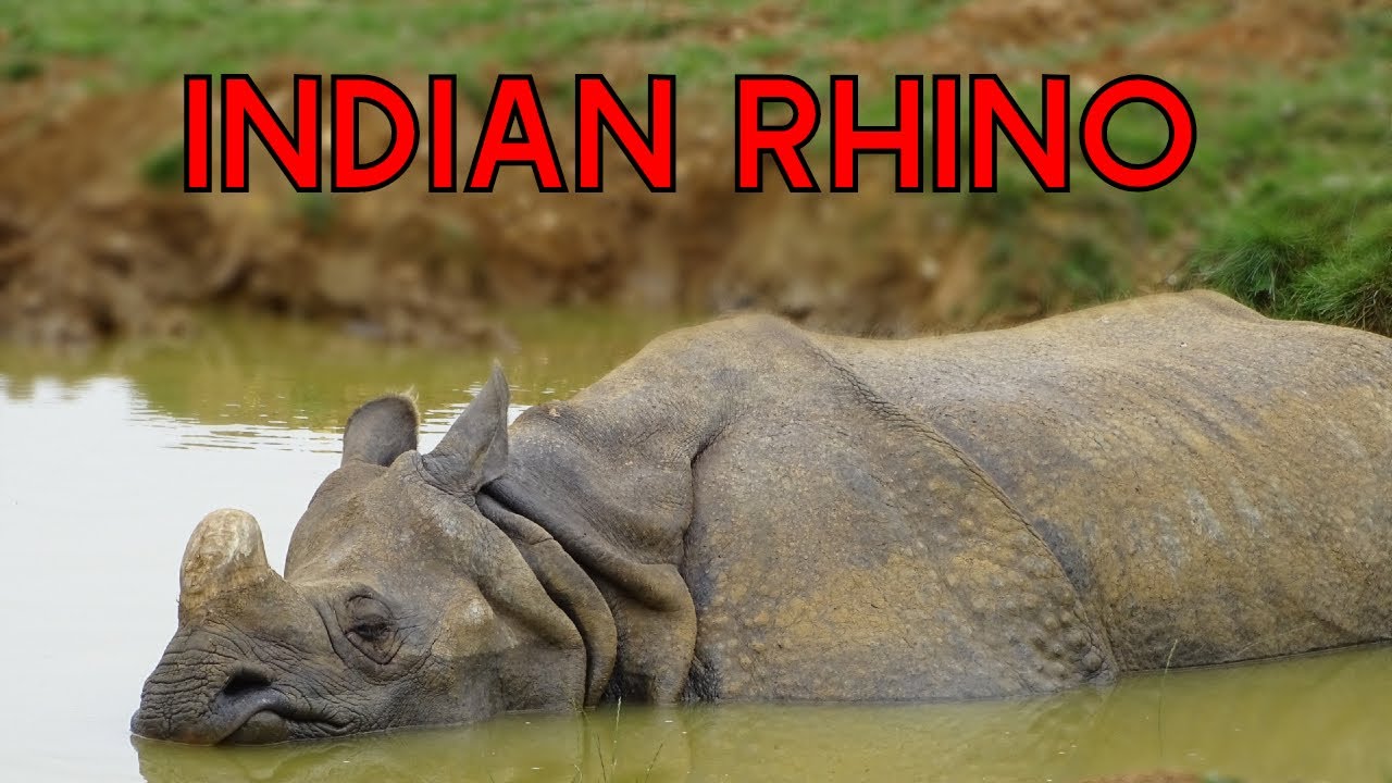 The Indian Rhino