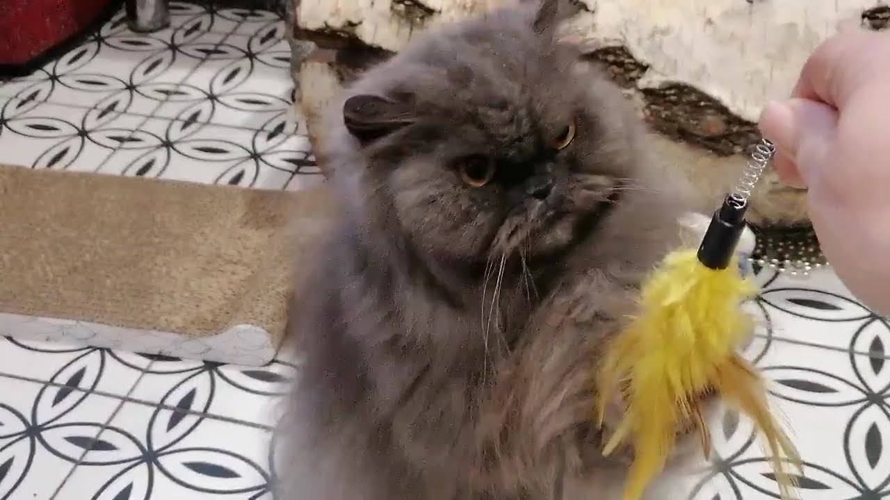 A Funny Cat is playing