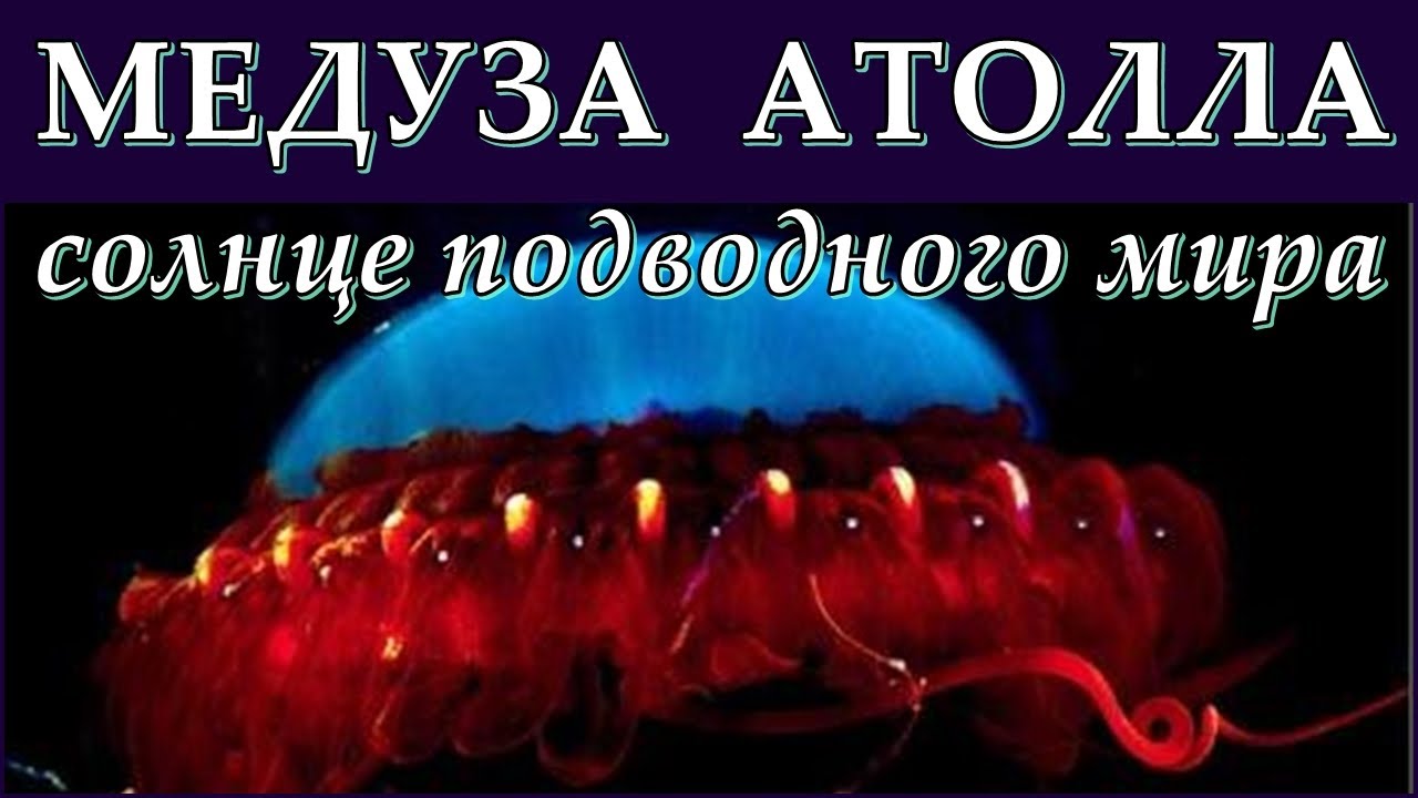МЕДУЗА АТОЛЛА - Солнце подводного мира