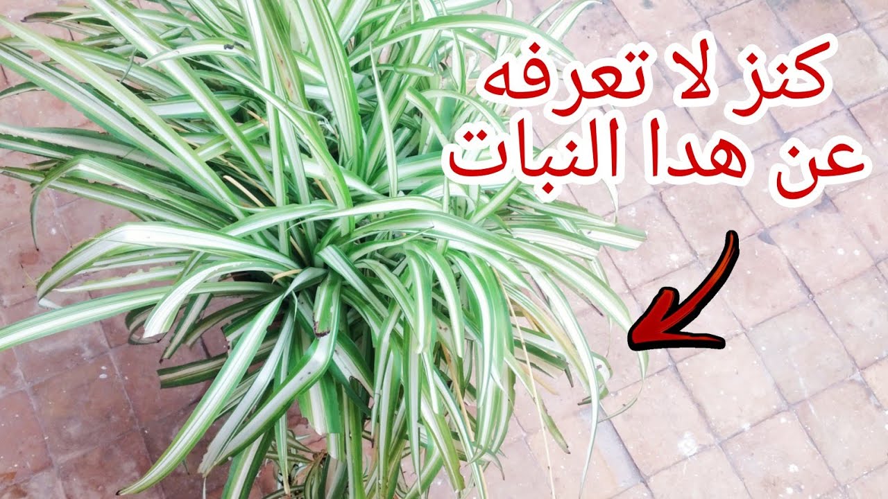كنز لا يقدر بتمن😲 نبات العنكبوت أسرار لا تعرفها عن هدا النبات الرائع Chlorophytum comosum