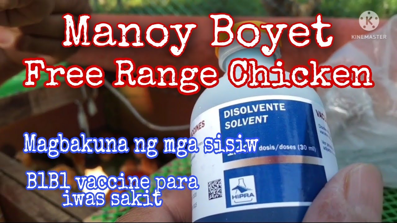 Magbakuna ng mga sisiw (b1b1 vaccine) para iwas sakit