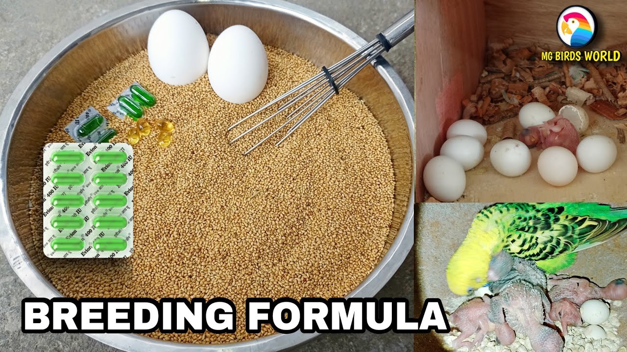 Birds Breeding Formula | Budgies, Lovebirds, Finches | Best Results 100% | MG BIRDS WORLD