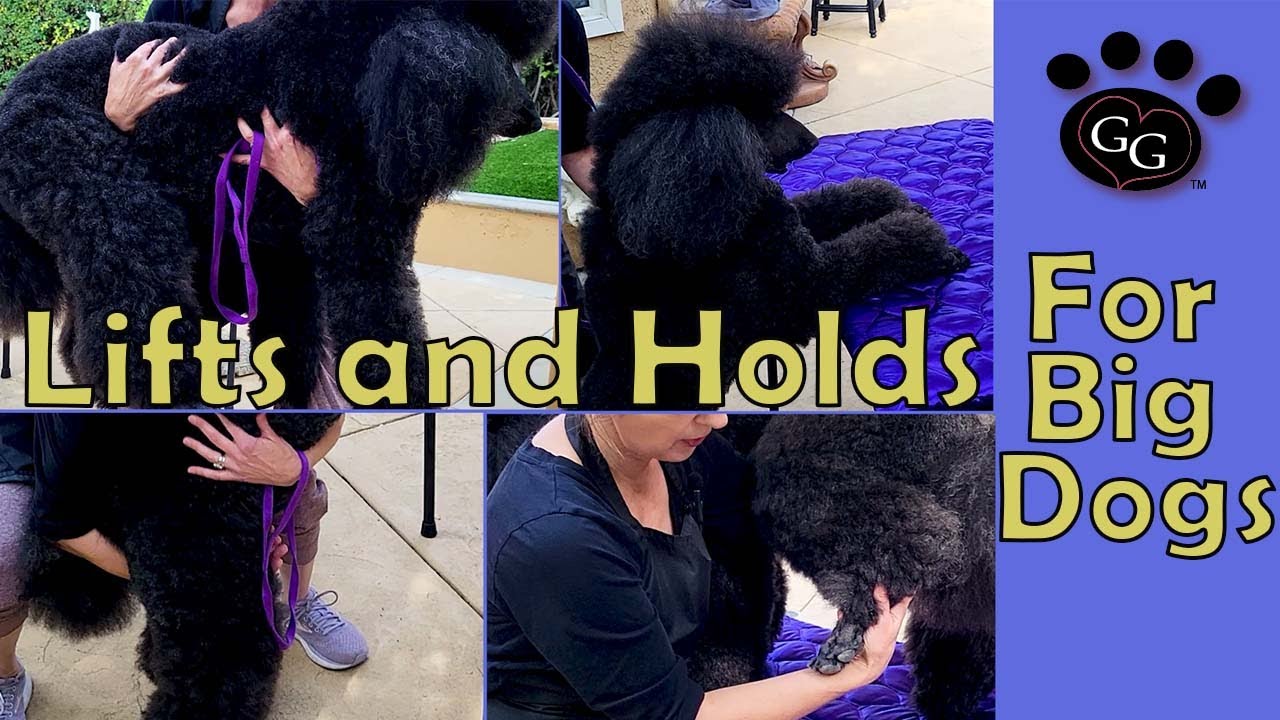 Lifts and Holds for Large Dogs - Big Dog Lifting for Grooming - Gina's Grooming