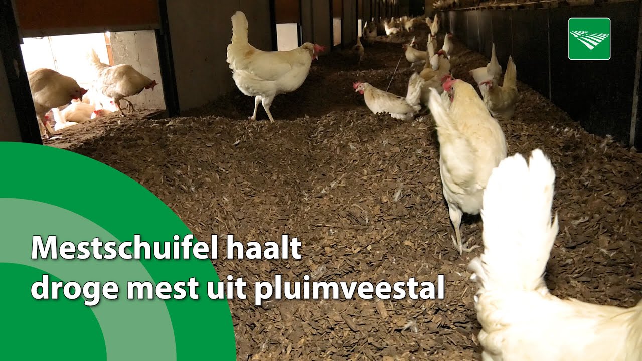 Mestschuifel haalt droge mest uit pluimveestal