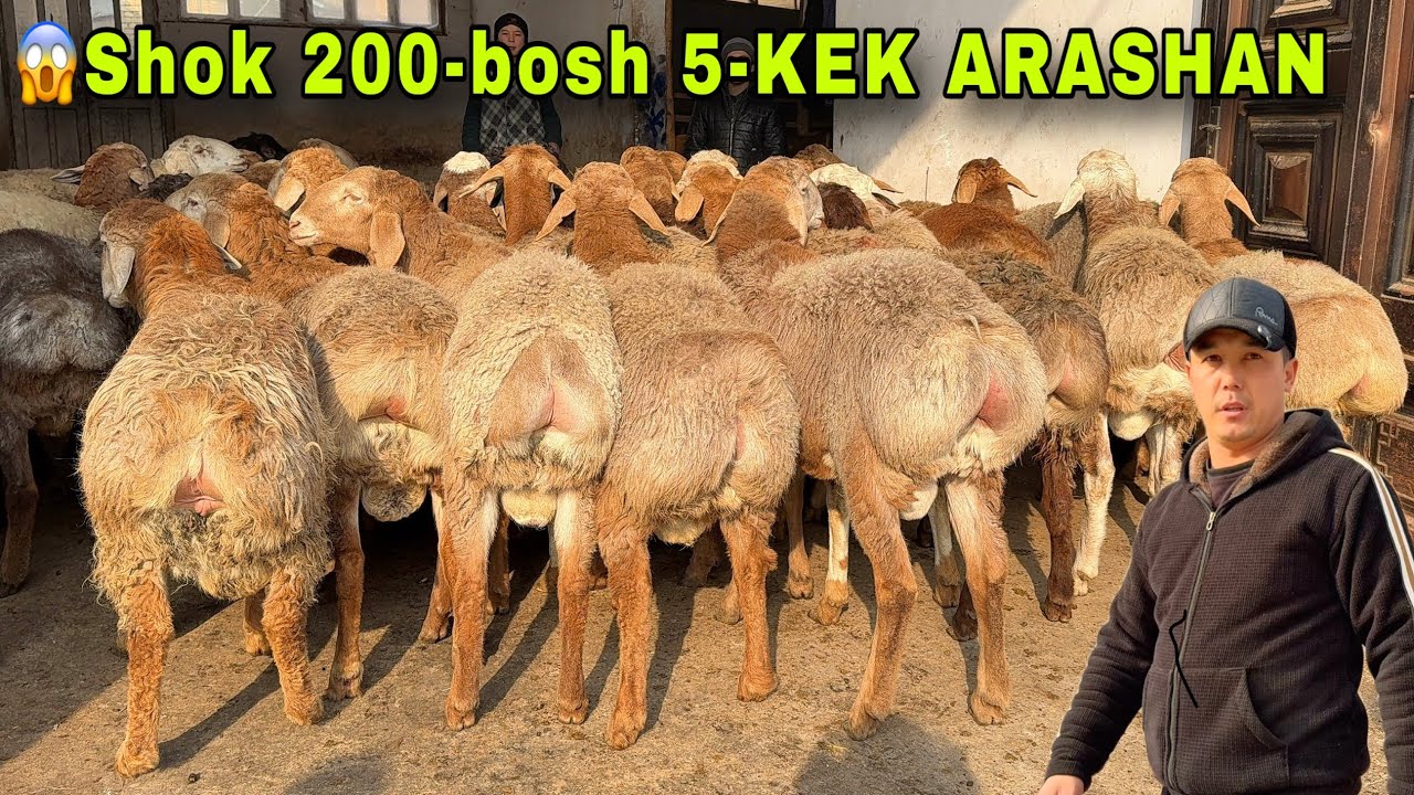 😱 SHOK! Ruvojiddin akadan 200-bosh ARASHAN qo’chqorlar 🔥