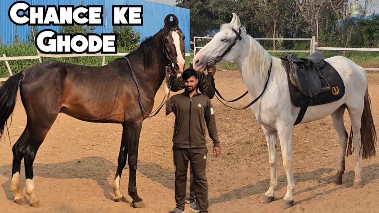 Chance Ka Ghoda | Marwadi Stallion White Mare | Sanjab Ghodi Marwadi Ghoda | Available in Hyderabad