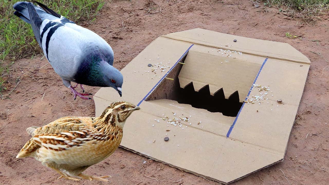 Build Underground Bird Trap Using Flat Paper - Easy Unique Bird Trap