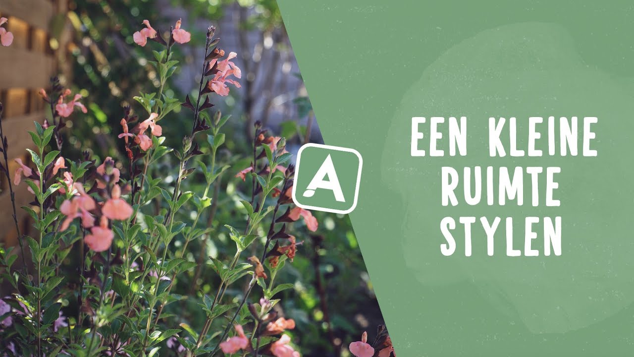 De kunst van kleine oppervlaktes: hoe en waar zet je potten neer? I Angelo Dorny
