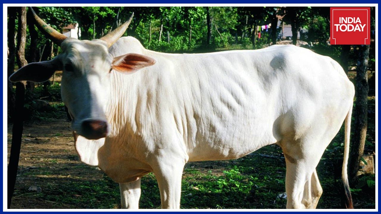 Should Cow Be Declared The National Animal ? | News Today