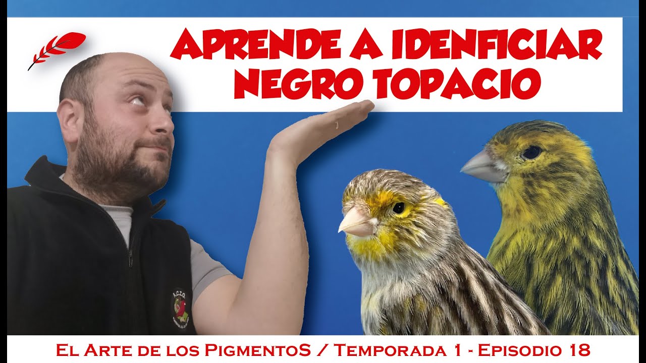 Negro topacio, pigmentos, estándar, cruzamientos.