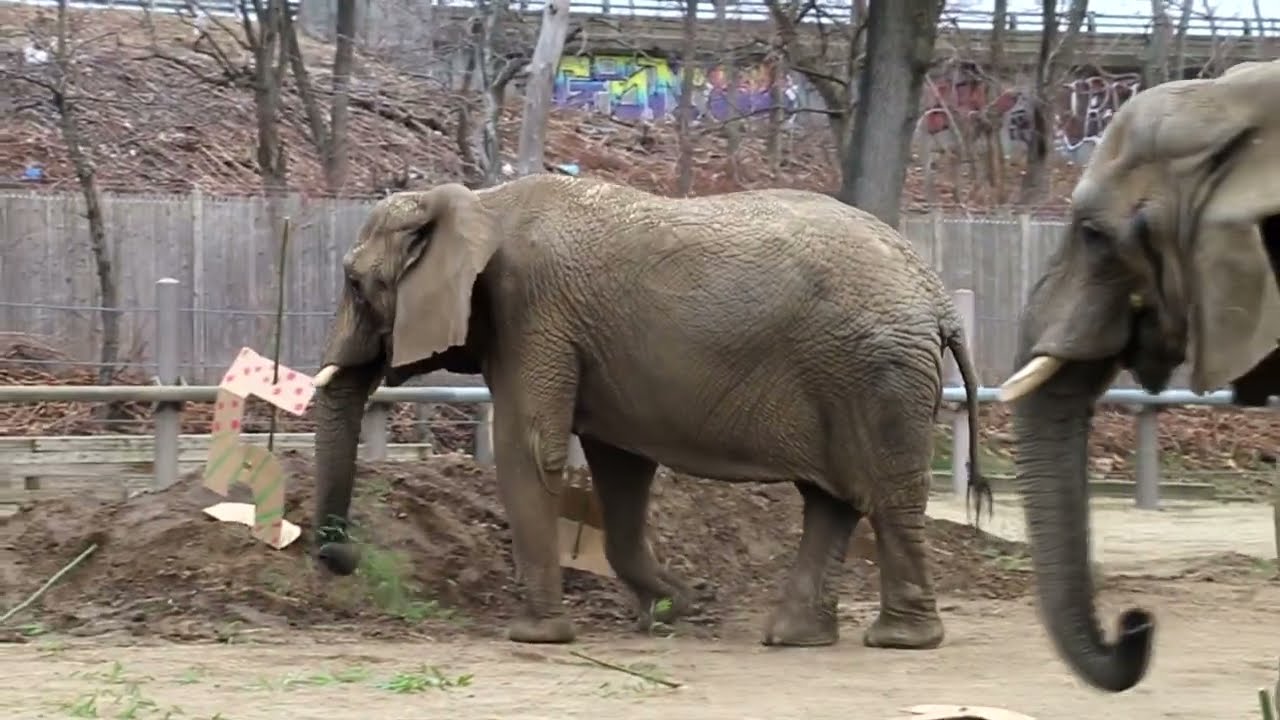 Elephant Enrichment for RWPZoo's 150th Birthday!