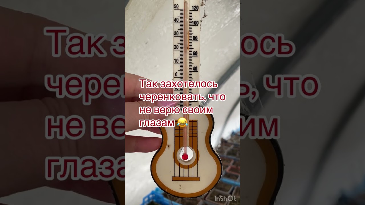 Гортензии под снегом, черенкование откладывается 