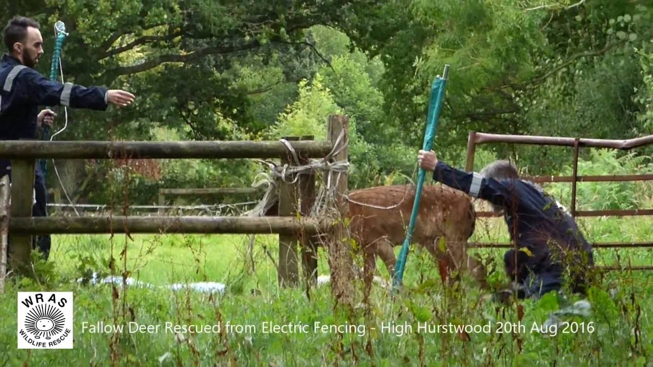 Stag Rescued from fence at High Hurstwood 20th Aug 2016   public version