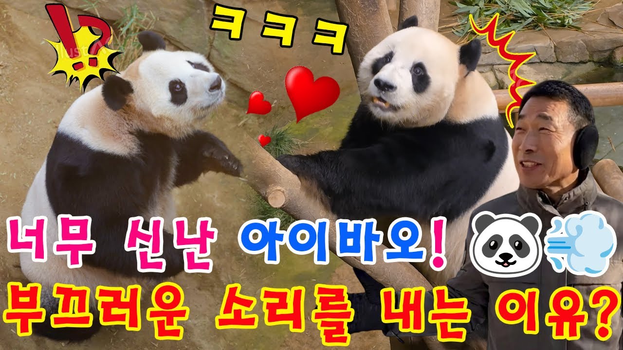 세상에💥 아이바오가 너무 신나서 부끄러운 소리를 내고 있네요ㅎㅎㅎ💨🙈 러바오가 끊임없이 구애를 하자😂❤️