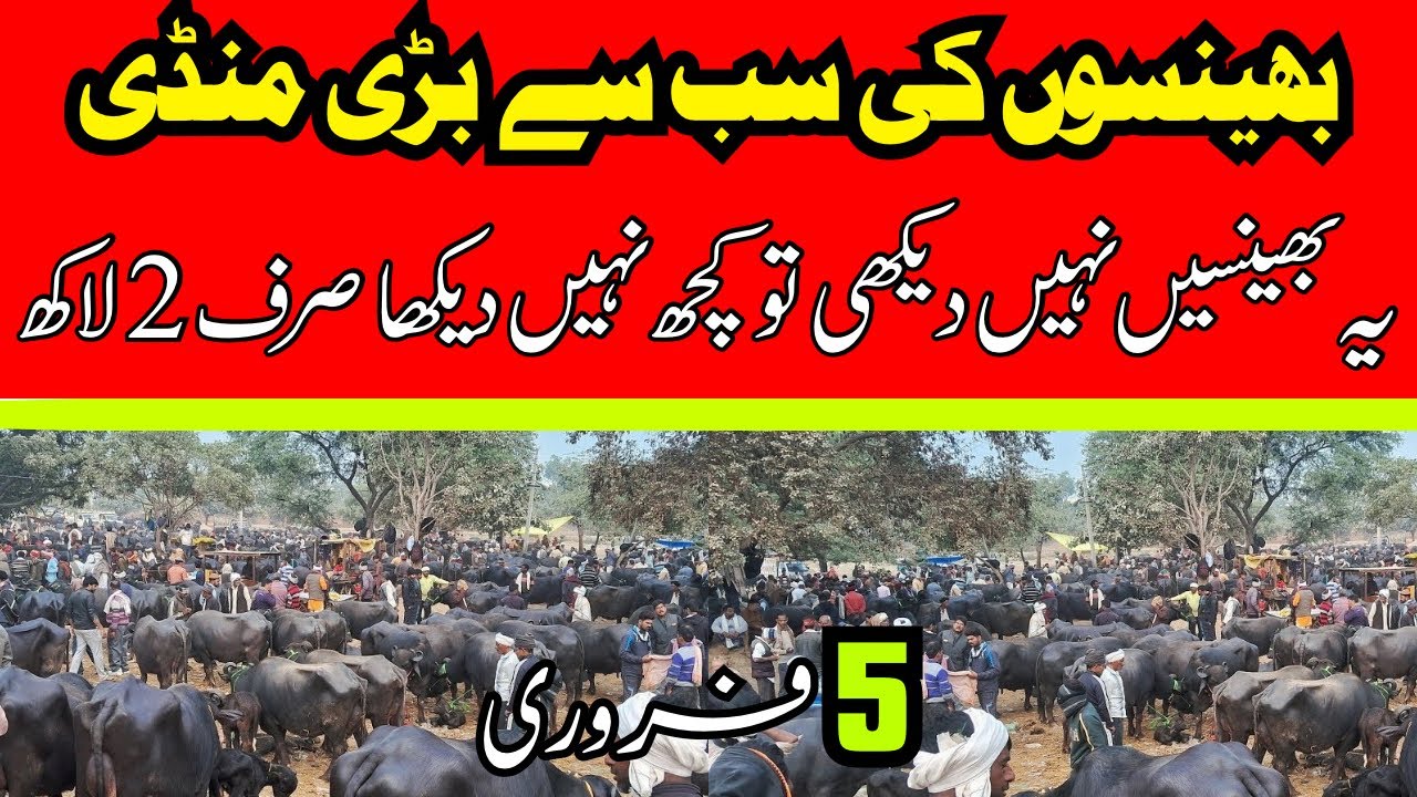 Today Malumor Mandi Latest Update | Buffalo For Sale | Buffalo Mandi 2026 !