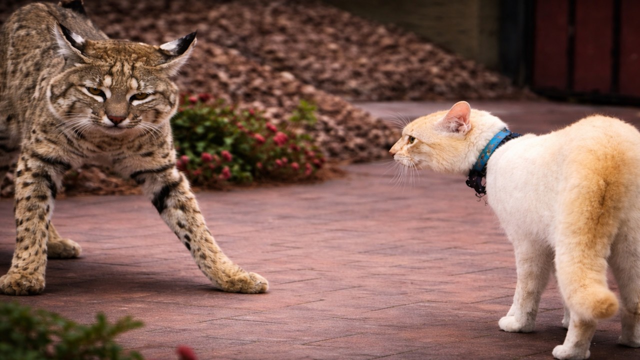 Cats Gone Unhinged