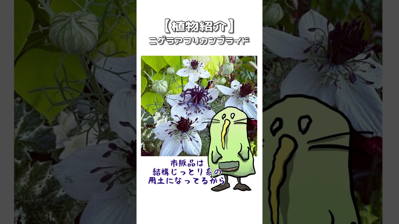 【植物紹介】ニゲラアフリカンブライド　#shorts