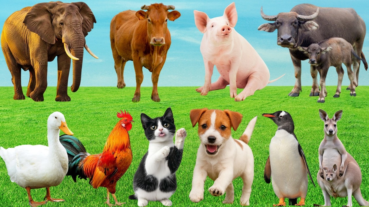 🎶 Sân Khấu Đồng Quê Dễ Thương Quá Đỗi – Bò, Gà, Chó & Mèo 