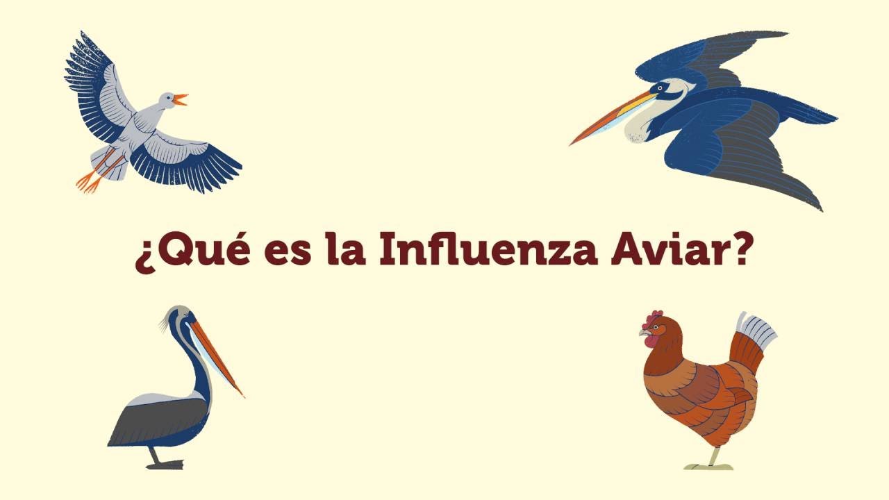 ¿Qué es la Influenza Aviar?