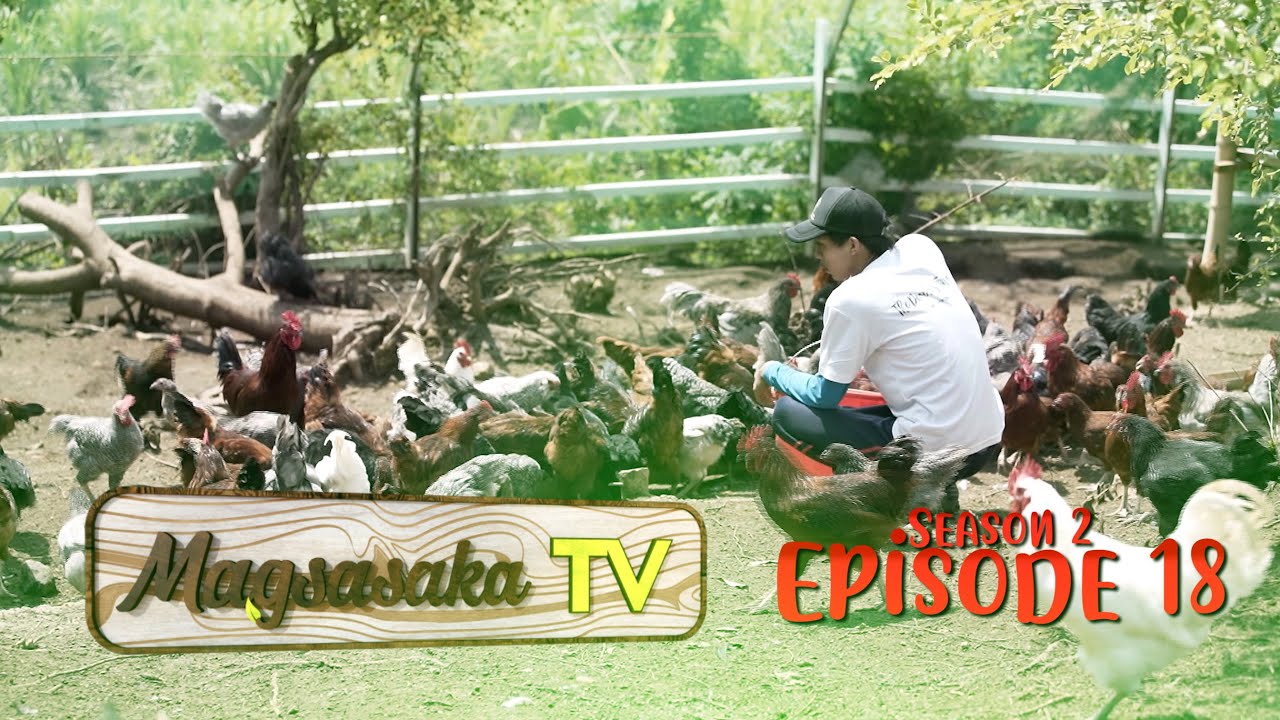 Free-Range Chicken Farming (Episode 18)