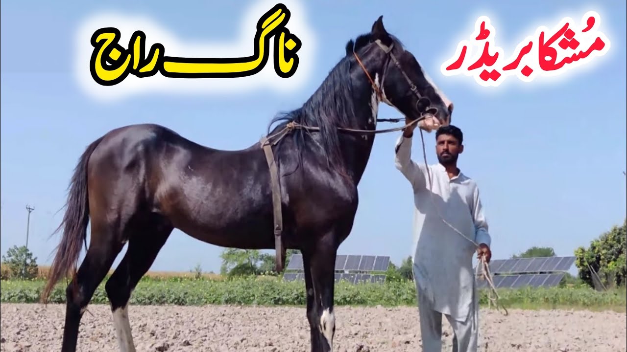 Best Mushka Breeder of  Bilal Aslam Jutt Kamalia 735 GB