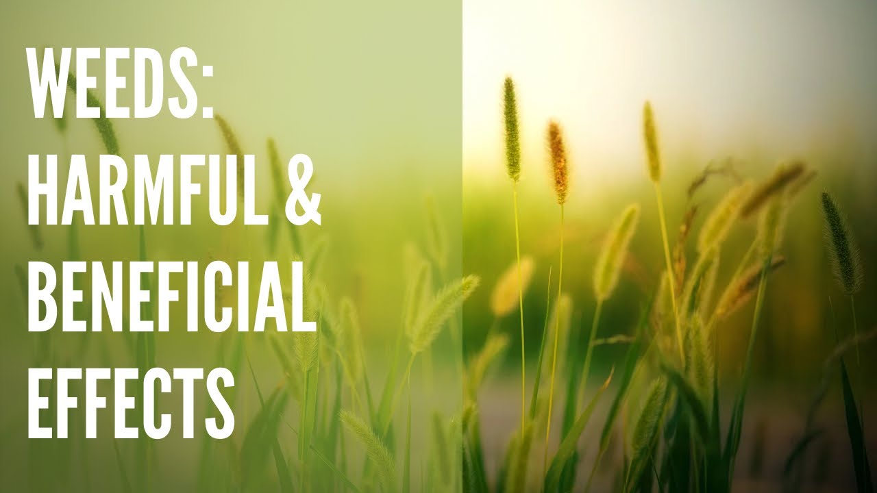 Weed, harmful and beneficial effects of weeds @JagadishJenaAgriculture #weedmanagement
