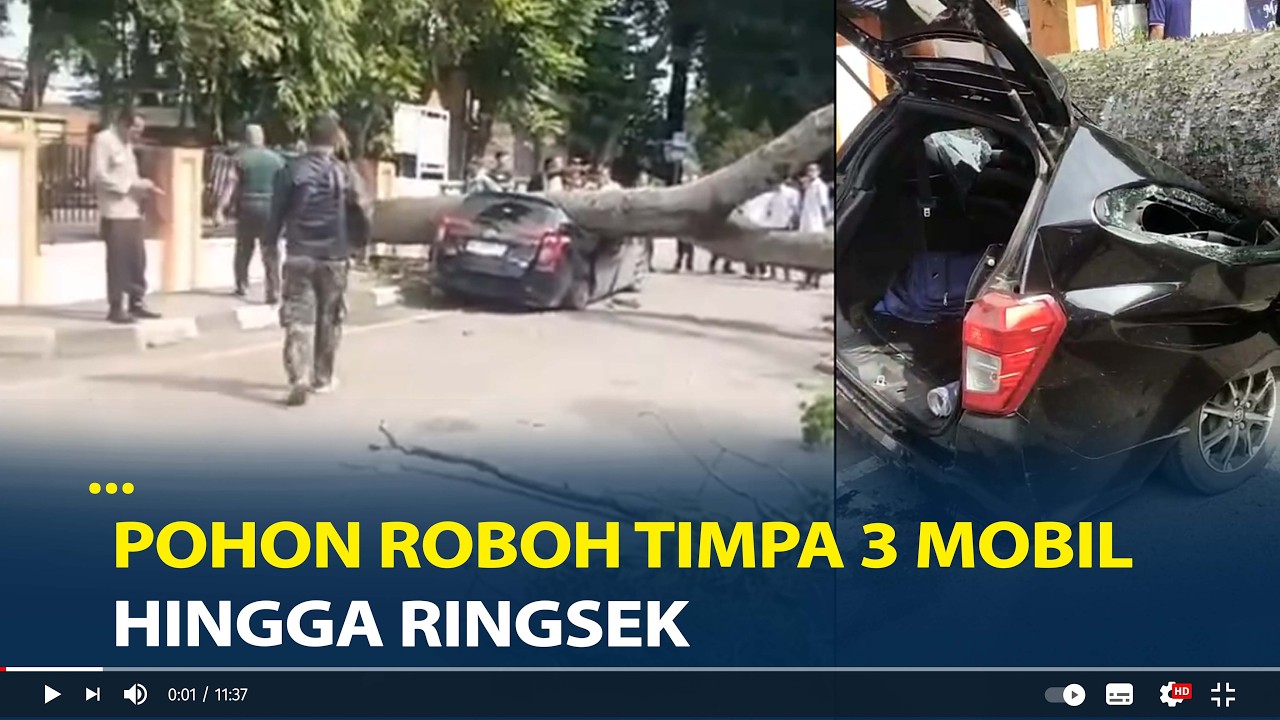 Pohon Roboh Timpa 3 Mobil Hingga Ringsek di Kamboja Palembang