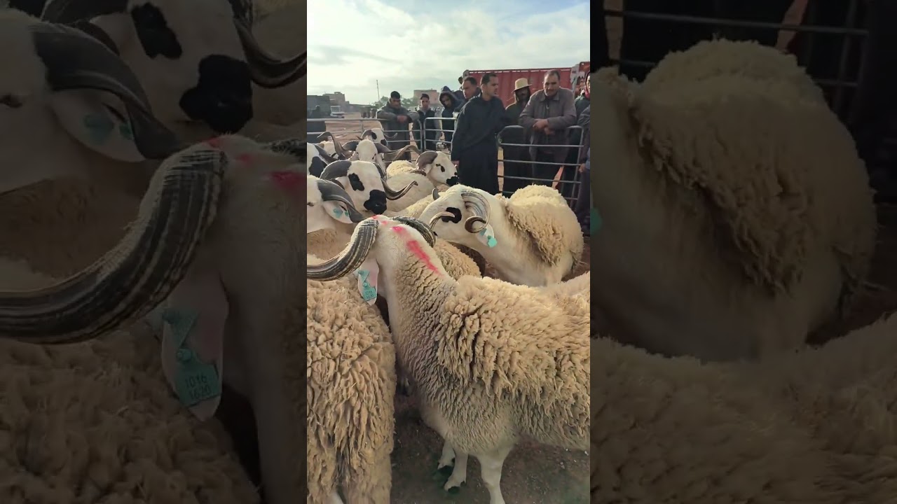 مشاركة عزيز بن الحسن بملتقى أنوك تجمع الرحامنة لبرابيش لنتقاء الخروف الصردي 