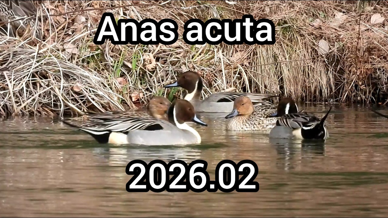 オナガガモ鳴き声 (Anas acuta) - カモの鳴き声 / Northern pintail sounds / 公園のカモ じゅん菜池緑地 / 2026年2月