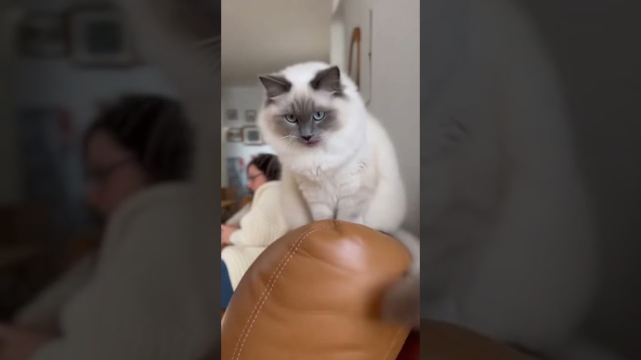 funny cat, adorable kitty 10
