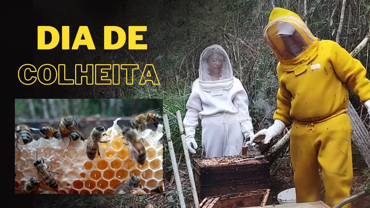 COLHEITA DE MEL 06/05/23