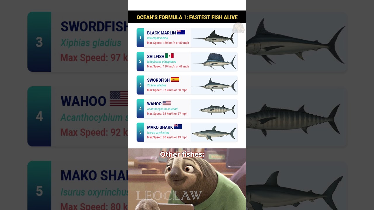 Ocean&rsquo;s Formula 1: Fastest Fish Alive 🚀🐟 ||  Bet You Didn&rsquo;t Expect This One! #shorts #animals #fish