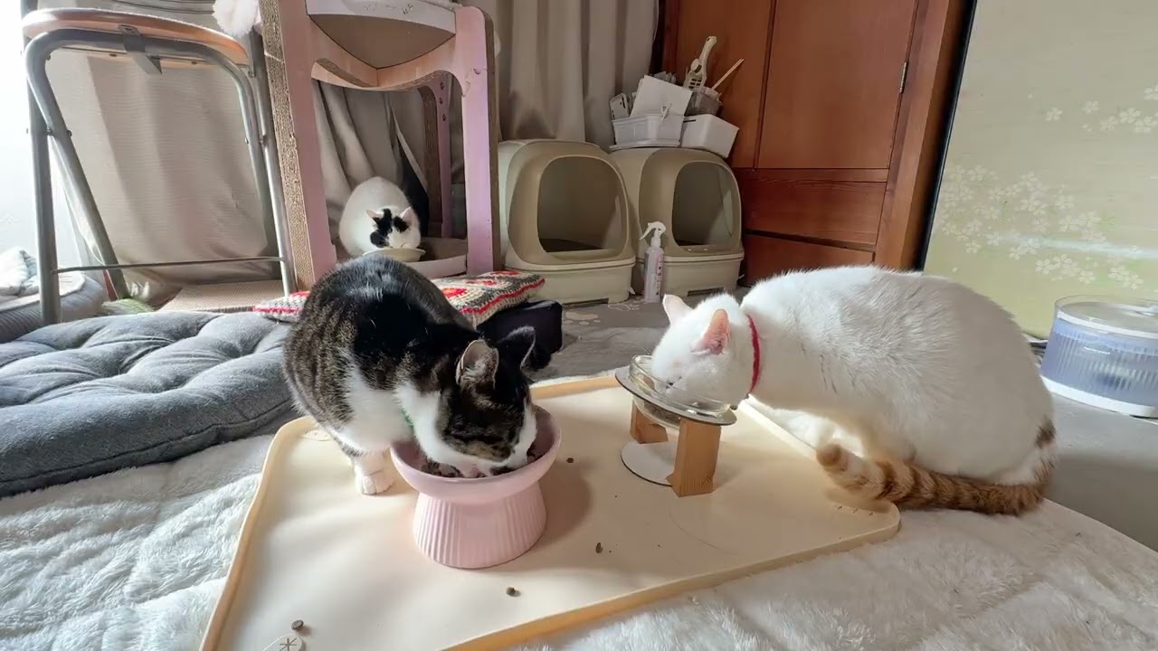 日向ぼっこ日和です朝ごはん【26年2月14日その2】