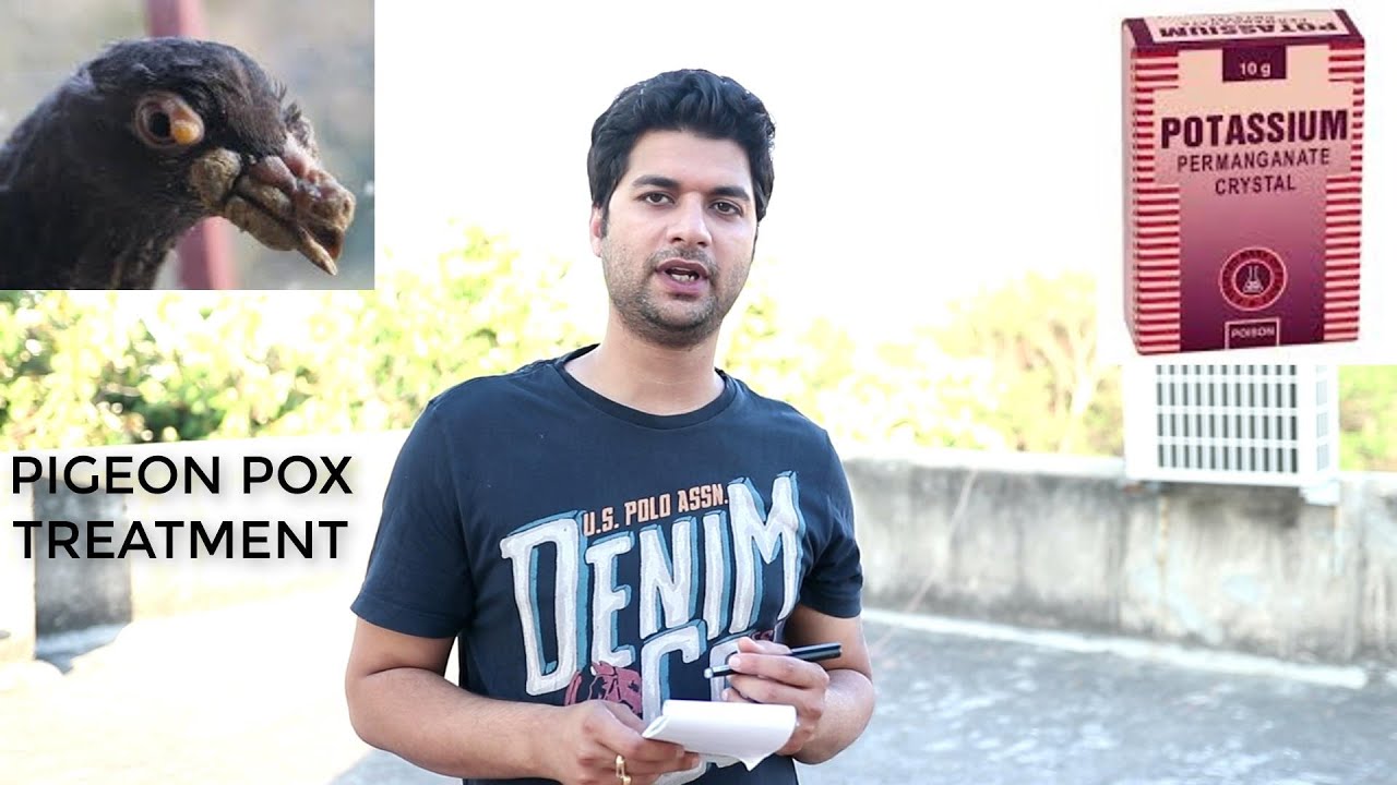 PIGEON POX TREATMENT || KABOOTAR KI FUNSI KA ILAJ ||