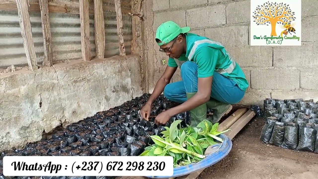 Multiplication de la banane plantain (PIF) : sevrage...