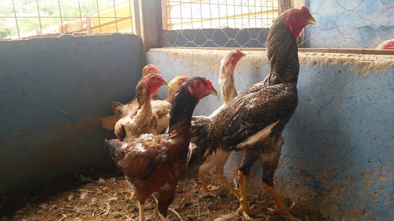 CH&Aacute;CARA LIBERDADE &Iacute;NDIO GIGANTE  CONTATO 62 98531-4096