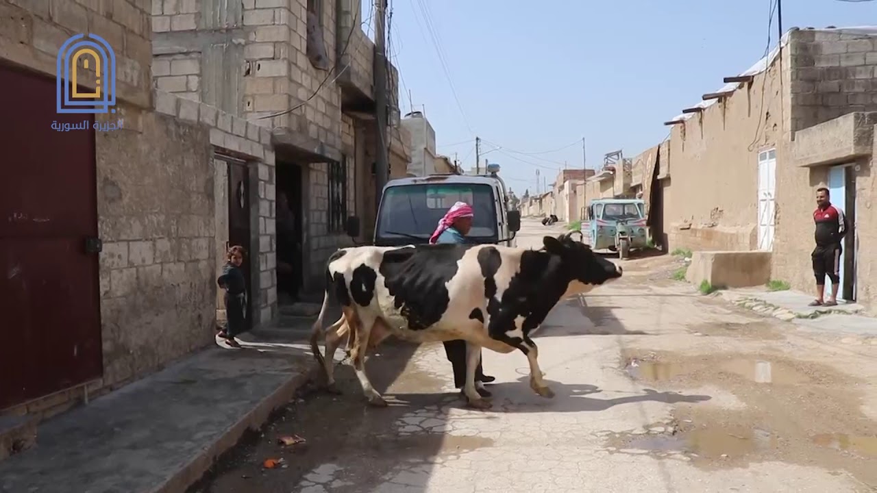 مشاهد حياتية من مدينة الدرباسية