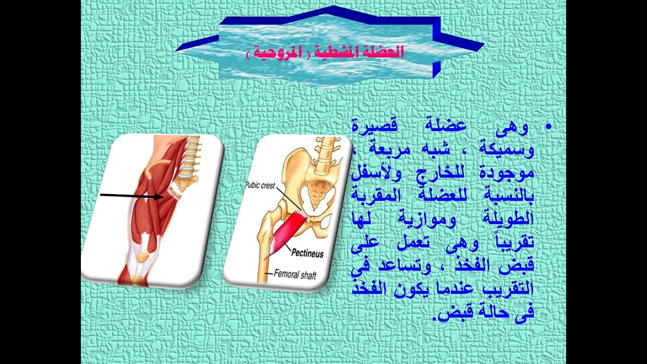 عضلات مفصل الفخذ