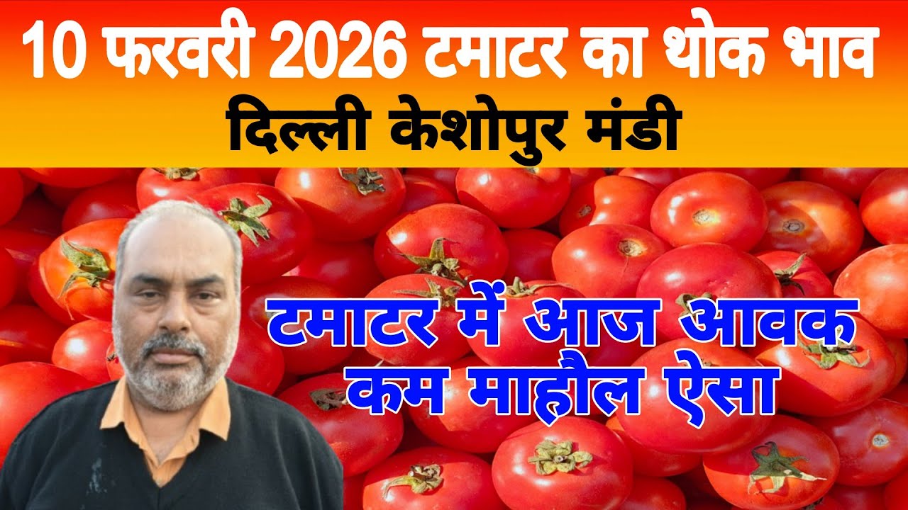 10 Feb 2026 Delhi 🍅 टमाटर होलसेल भाव | Keshopur Mandi | Today Tomato Rate #tamatar #tamatarmandi