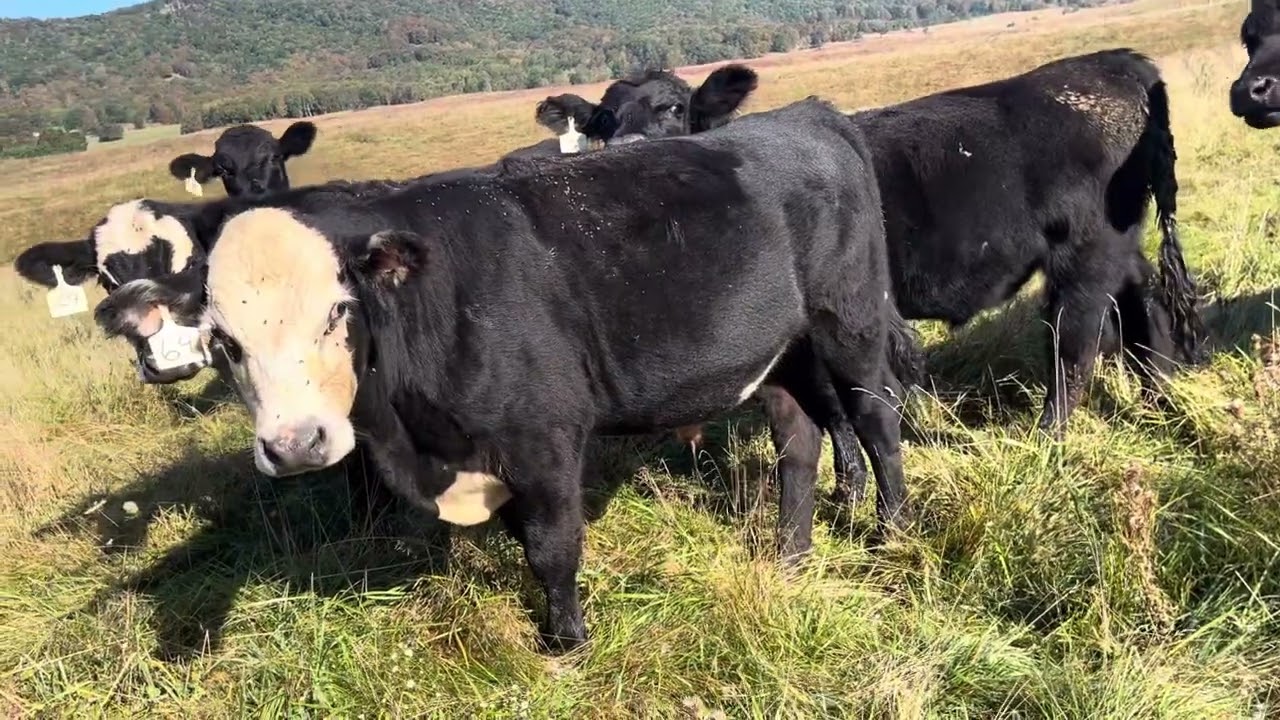 9/12/25 Steers Charlie 