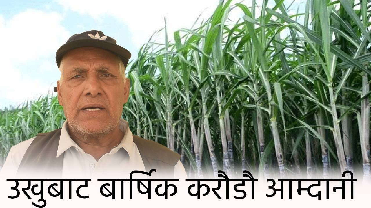 उखुबाट बार्षिक करौडौ आम्दानी    थोर्गेली गुडालाई बजारीकरणको प्रयास