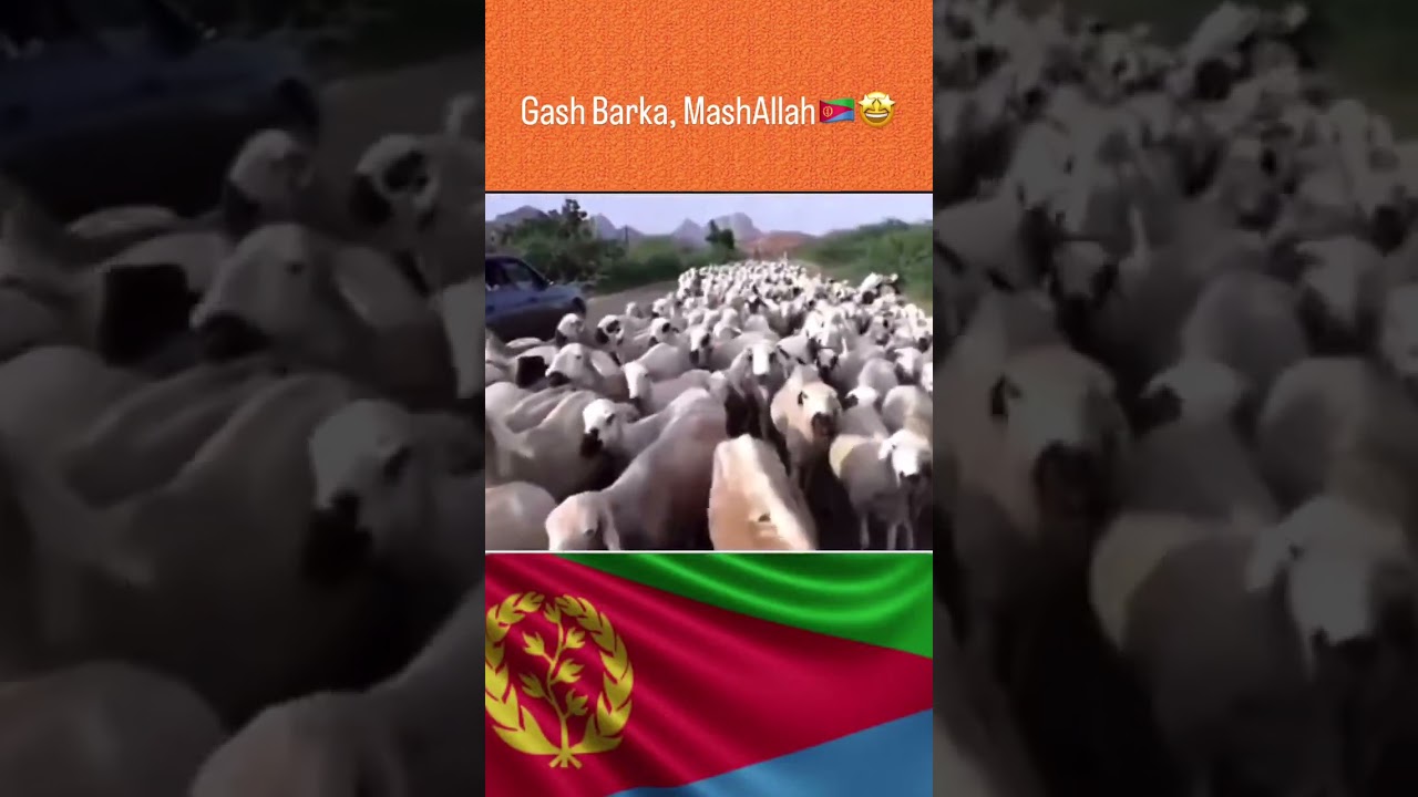 Eritrean town of Tesseney, in the Gash Barka region, tending to his flock of sheep  hundreds of them