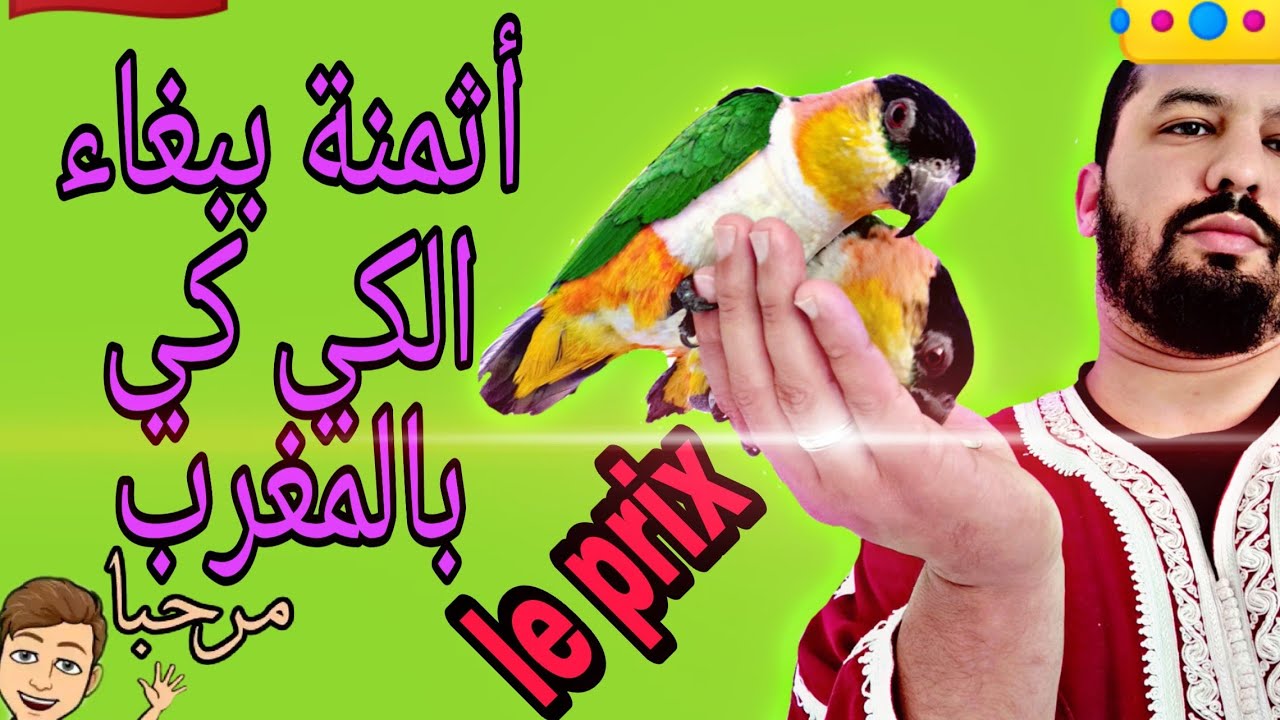 تعرف على أتمنة ببغاء الكيكي بالمغرب -le prix de perroquet Caique au maroc - trendes-TRENDES