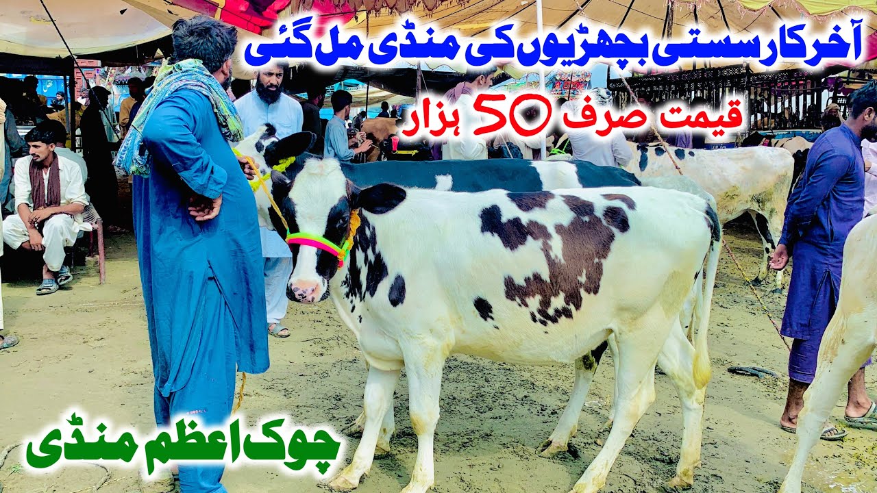 chowk azam mandi rates updates | sasti mandi | heifers rates update | cow mandi update